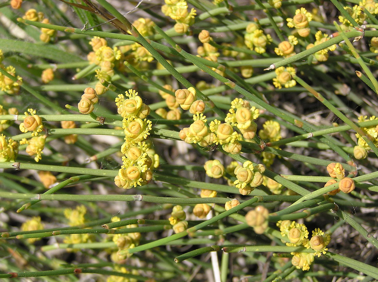 Ephedra_distachya_3