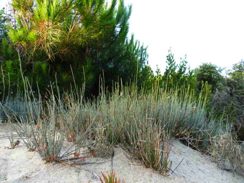 Ephedra_distachya_5