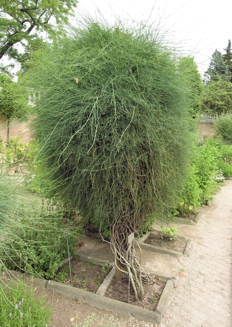 Ephedra distachya subsp. distachya