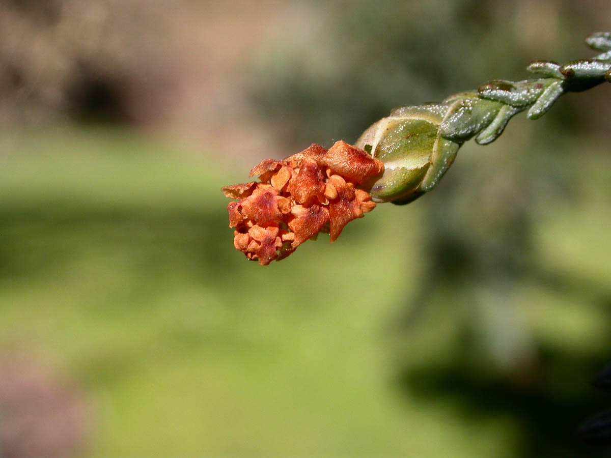 Sequoia_sempervirens_10