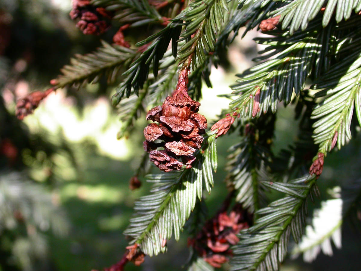 Sequoia_sempervirens_12