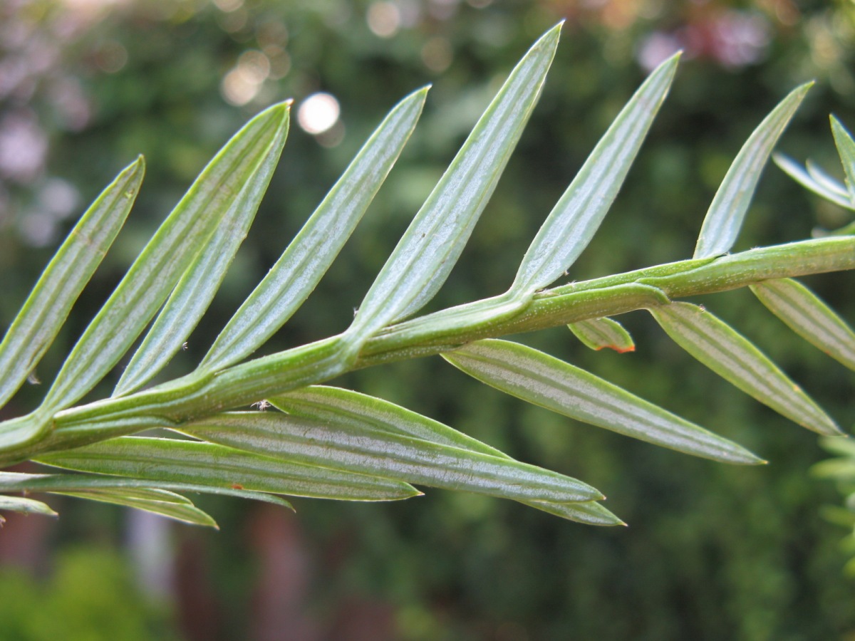 Sequoia_sempervirens_16