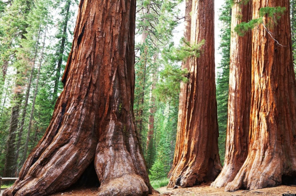 Sequoia_sempervirens_4