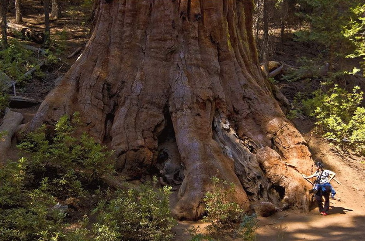 Sequoia_sempervirens_5