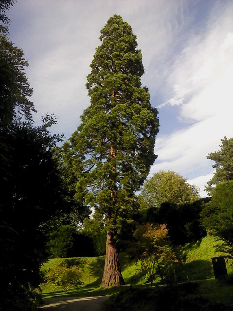 Sequoia_sempervirens_8