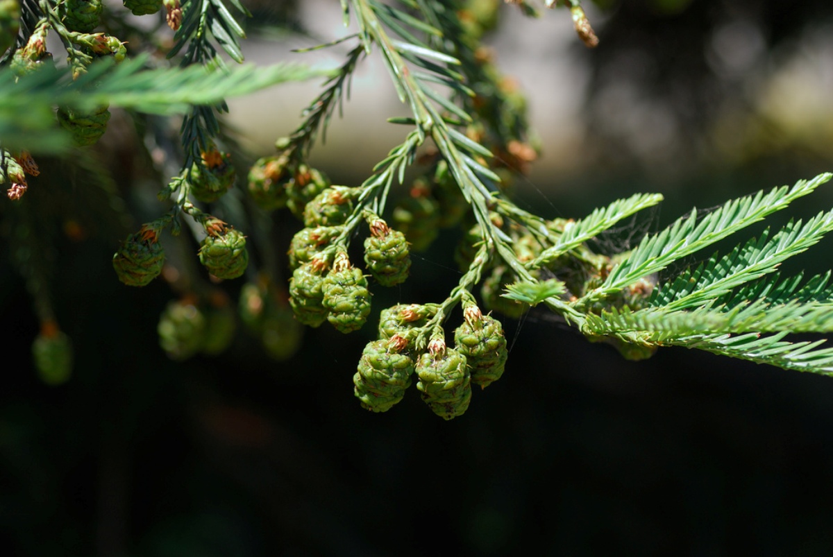 Sequoia_sempervirens_9