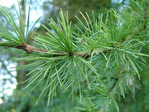 larix-decidua-1