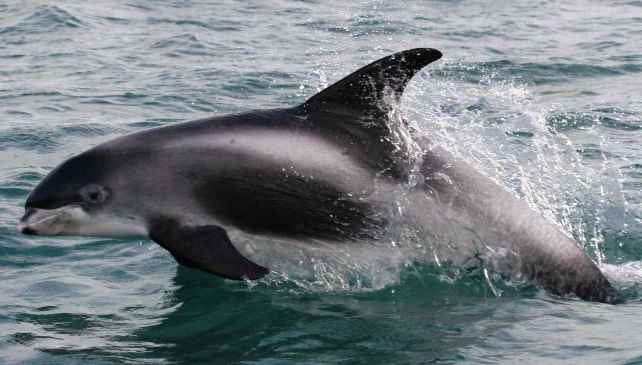 Беломордый дельфин. животные, красная книга, факты