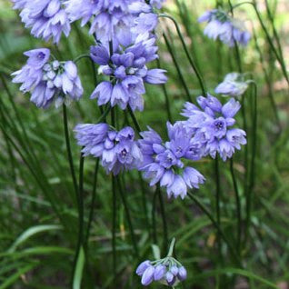 Allium sikkimense