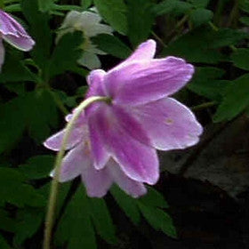 Anemone nemorosa Tomas