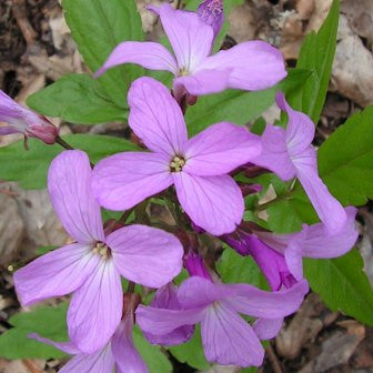 Cardamine quinquefolia