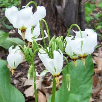 Dodecatheon meadia Album