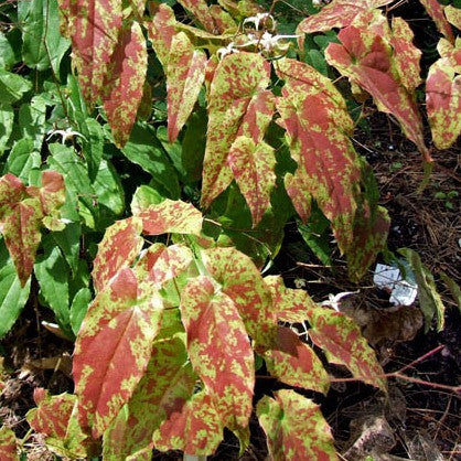 Epimedium x Domino