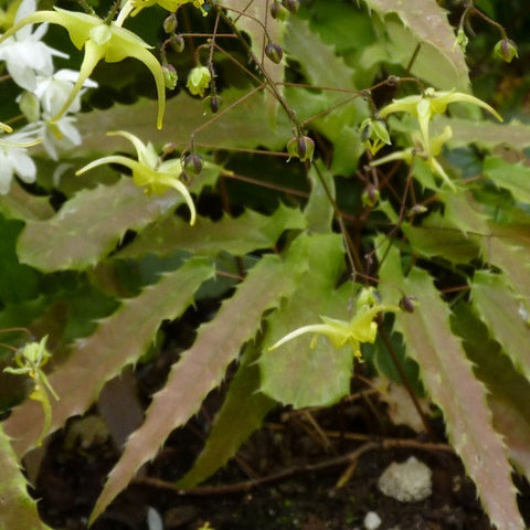 Epimedium sp. nova Spine Tingler