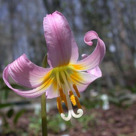 Erythronium revolutum