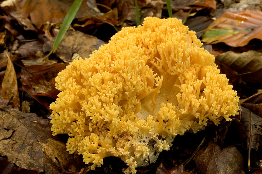 Рогатик желтый (Ramaria aurea )