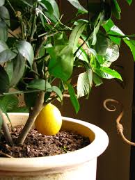 citrus tree, цитрусовое дерево