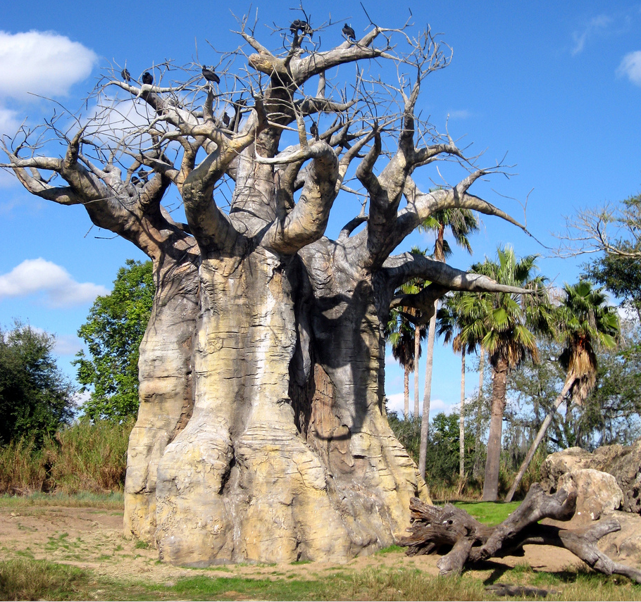 Beautiful Baobab tree near Kilimanjaro (Africa )