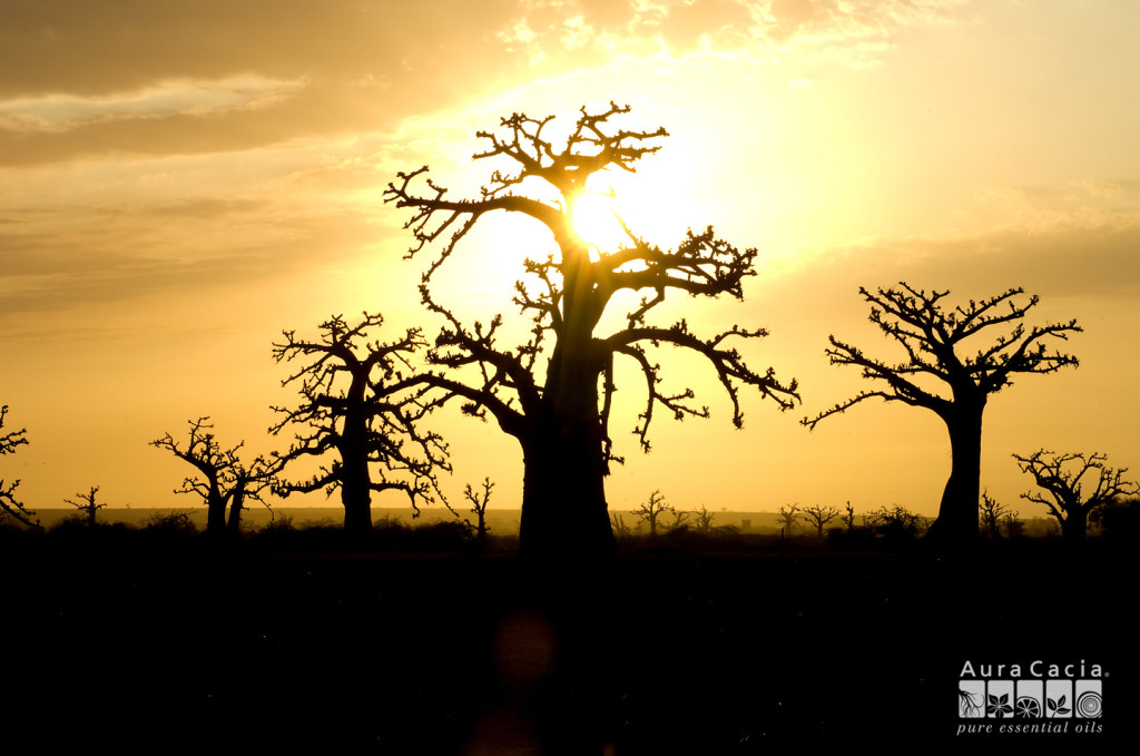 Молодые баобаба в лучах заходящего африканского солнца african baobab trees in sunset - photo png jpg