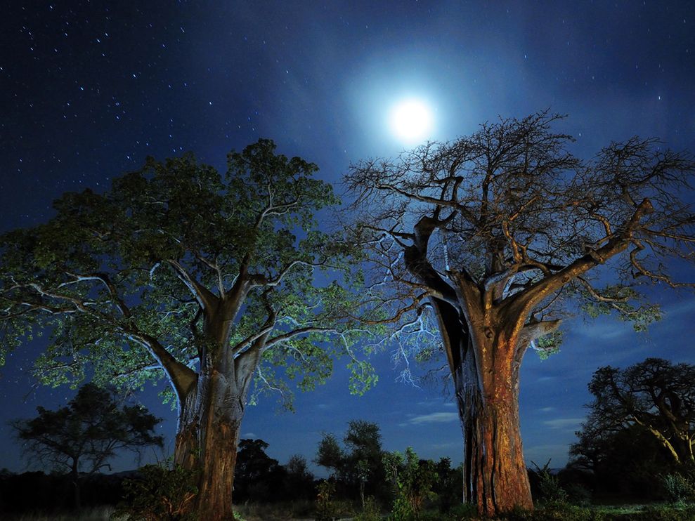 baobab trees in tanzania. photo by National Geographic