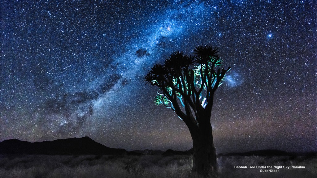 baobab tree under the night sky in Namibia (South Africa)