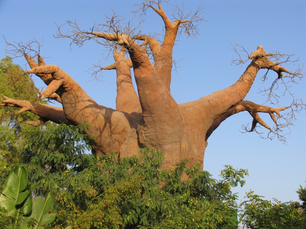 Wonderful baobab tree (Madagascar, Africa)