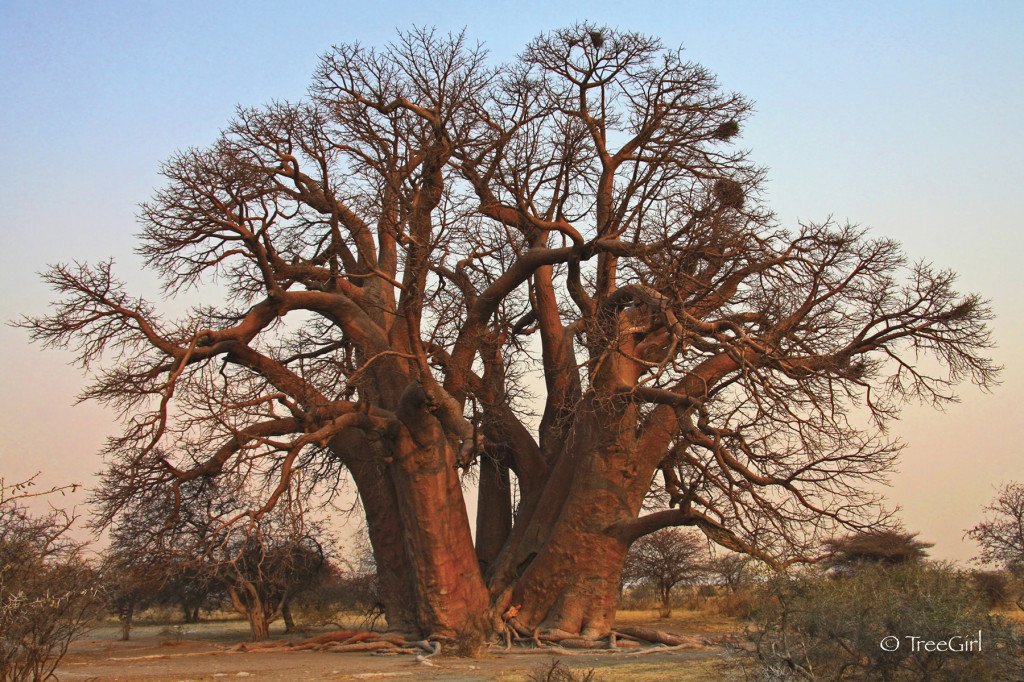 Seven Sisters baobab tree (Adansonia Digitata in Botswana, Africa). Seven Sisters also known as Chapman's Baobab or Xaugam