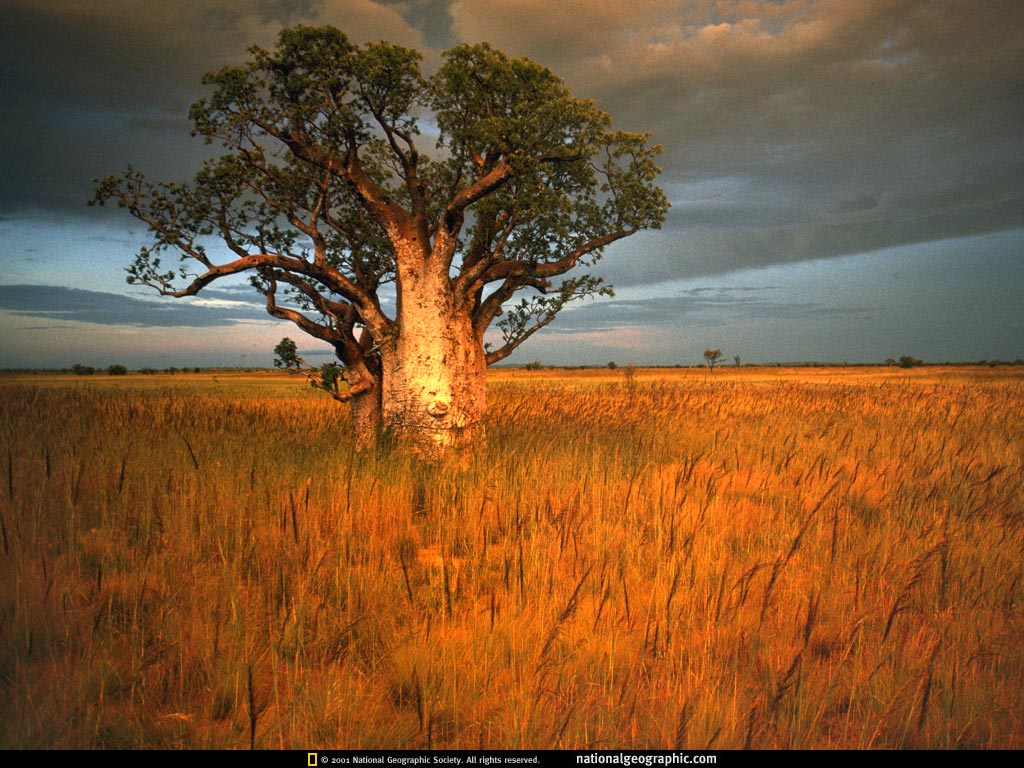 Western Australian baobab (aka Boab or Adansonia gregorii). Tree in the family Malvaceae.