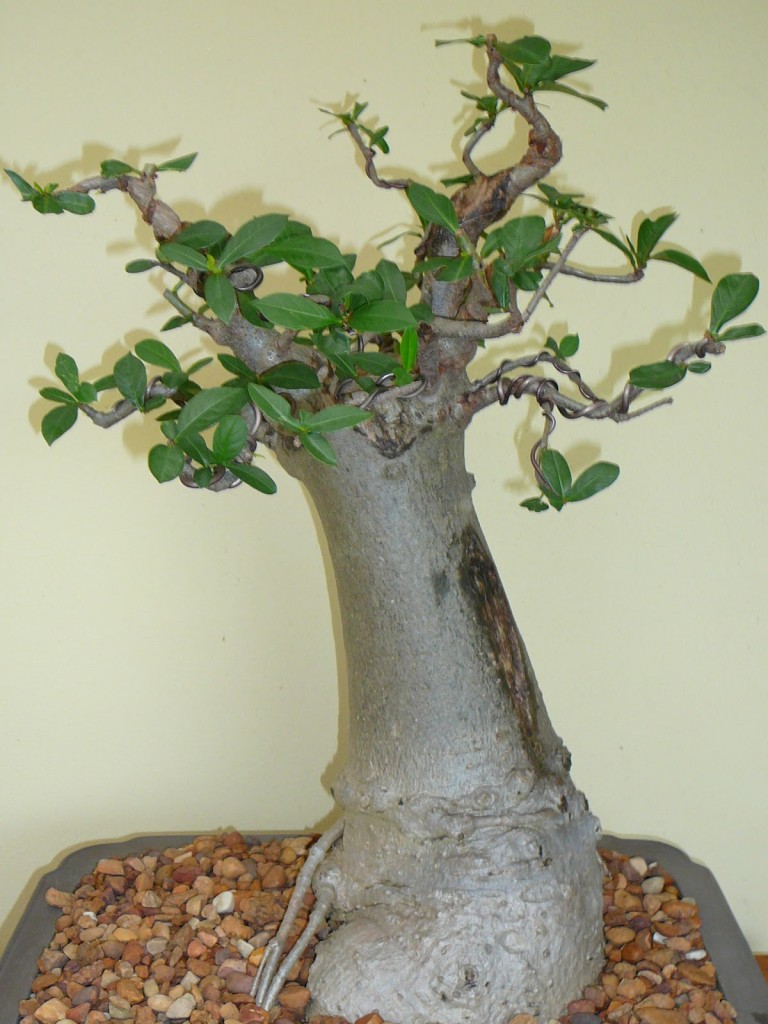 Artificially cultivated baobab tree (bonsay art - trees grown in containers)