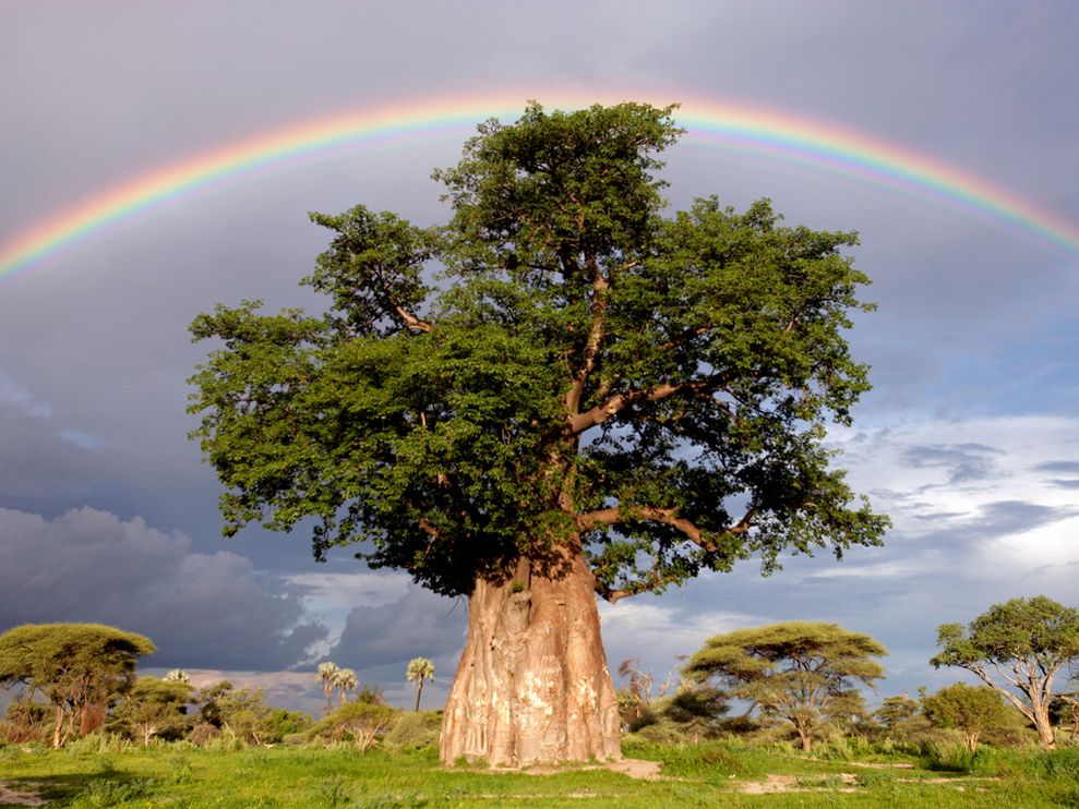 Baobab tree and Rainbow (Moremi Game Reserve in Okavango Delta, Botswana -- picture by NationalGeographic 