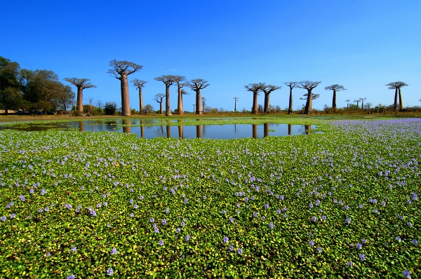 Avenue of the Baobabs. The trees lining the road between Morondava and Belon'i Tsiribihina in the Menabe region (Madagascar island)