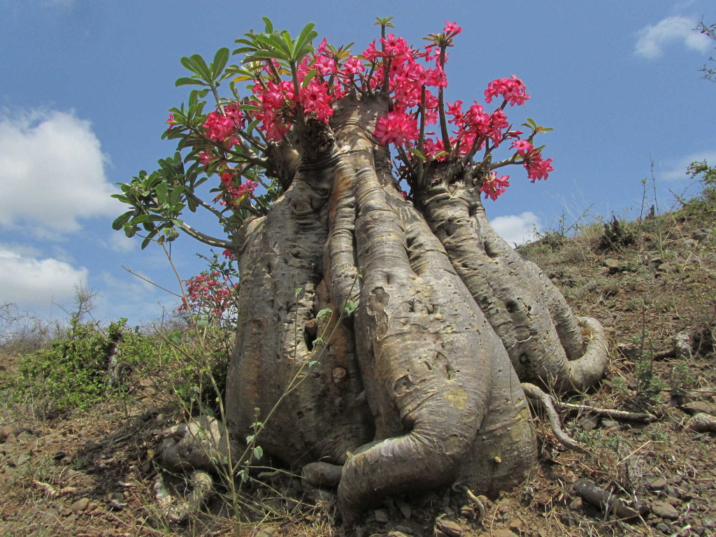 Snapshot: Young baobab (Adansonia gregorii) pink flowers (Australian)