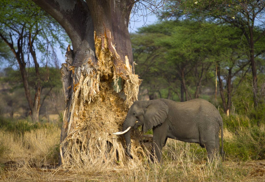 Snapshot: Elefant hits baobab tree. Elephant denudes the baobab to access water from wood pulp in the dry season