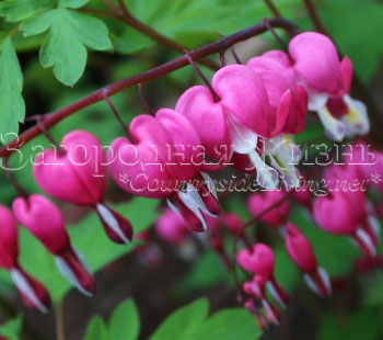 Дицентра великолепная, разбитое сердце (Dicentra spectabilis)