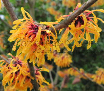 Гамамелис весенний (Hamamelis vernalis), цветение