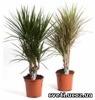 Драцена окаймленная Dracaena marginata