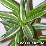 Драцена деремская Dracaena deremensis