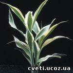 Драцена Сандера или Драцена Сандериана ( Dracaena Sanderiana )