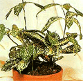 Драцена Годсефа Dracaena godseffina