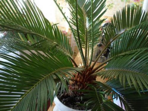 Виды пальм домашних, их названия и азы ухода