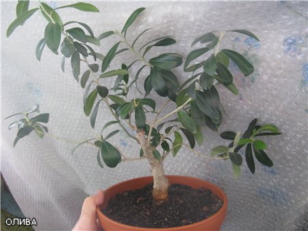 оливковое дерево уход в домашних условиях 