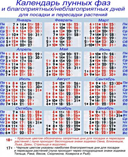 календарь посадок комнатных растений 