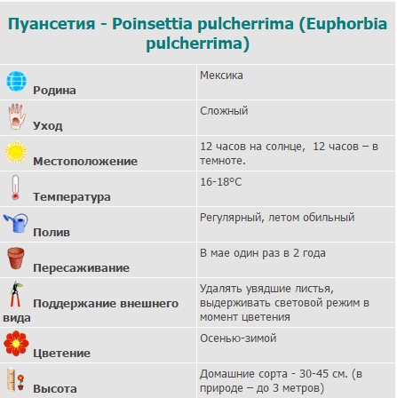 Пуансеттия прекраснейшая: как ухаживать