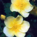 сорт шиповника Роза китайская золотая