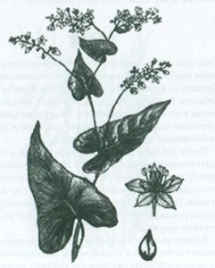 Список растений-сидератов для плодородия почвы, Дача