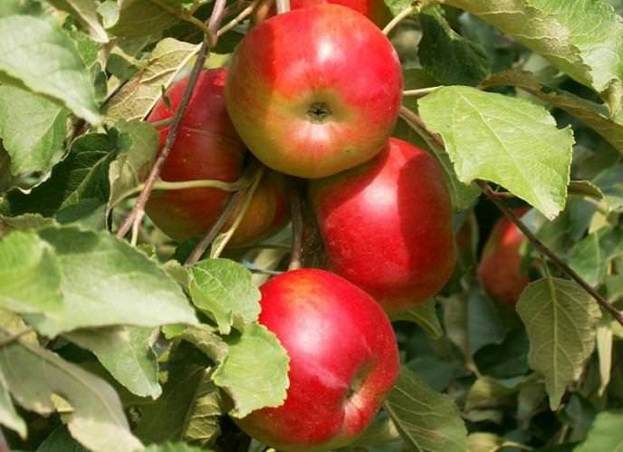 Сортовые показатели яблони «Серебряное копытце» позволяют отнести ее к категории летних