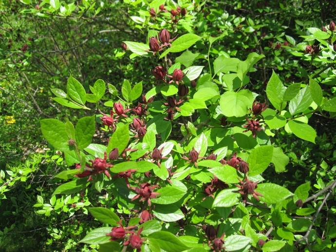 Пряный и очень выраженный запах имеет обильно цветущее среднерослое садовое растение Каликант коричневато-красный цветущий