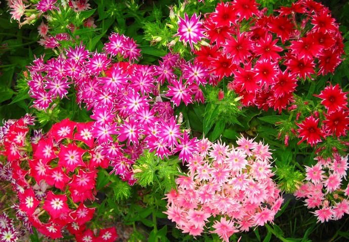 Многие сорта Гвоздики отличаются цветочками с устойчивым ароматом, который способен эффективно отпугивать комаров и многих растительных вредителей