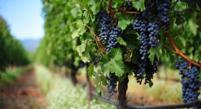 В последнее время практикуется культивирование винограда без использования подвязки