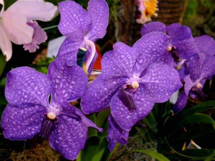 Орхидея фиолетовая «Ванда» – высокорослое комнатное растение может достигать в высоту более 1 м